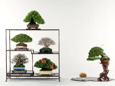 Tinh hoa nghệ thuật bonsai Nhật Bản nâng tầm không gian