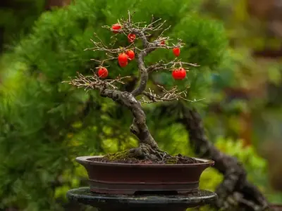 Nghệ thuật tạo tác cây bonsai mang lại không gian đẳng cấp