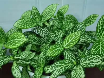 Cây Cẩm Nhung mang vẻ đẹp sang trọng và thanh lịch tuyệt vời