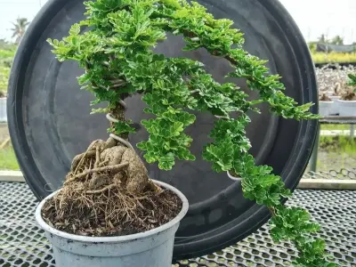 Nghệ thuật tạo hình cây cần thăng mang lại tài lộc