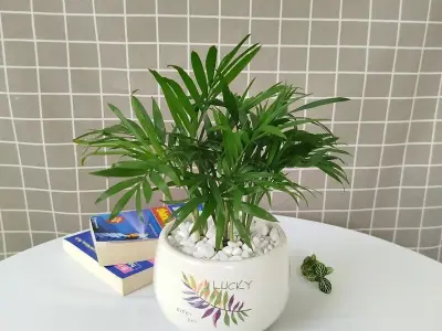 Cây Cau Tiểu Trâm phù hợp trang trí văn phòng