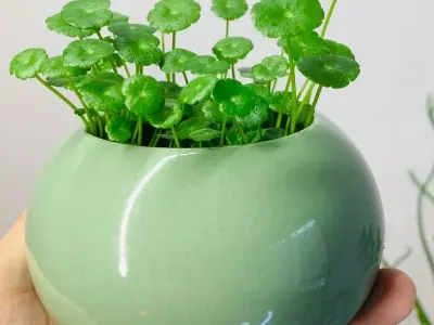 Bộ ảnh cây cỏ đồng tiền nhỏ xinh nhưng sức hút khó cưỡng