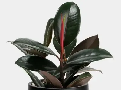 Cây Đa Búp Đỏ mang ý nghĩa phong thủy và tài lộc