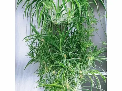 88+ hình ảnh cây Dây Nhện mini phù hợp mọi không gian