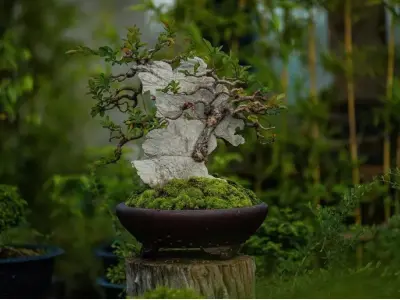 Nghệ thuật tạo hình cây du bonsai đẹp cuốn hút mọi ánh nhìn