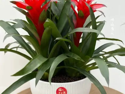 Cây dứa cảnh nến lựa chọn mới cho không gian sống