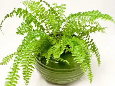 Chiêm ngưỡng bộ sưu tập ảnh Cây Dương Xỉ xanh mướt mắt