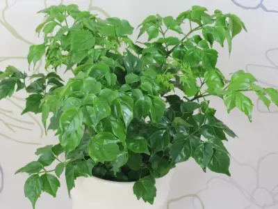 Những hình ảnh Cây Hạnh Phúc xanh mướt mang lại may mắn nhất