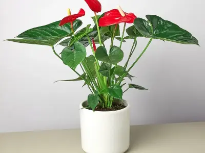 Chiêm ngưỡng bộ ảnh Cây Hồng Môn phong thủy đẹp ấn tượng