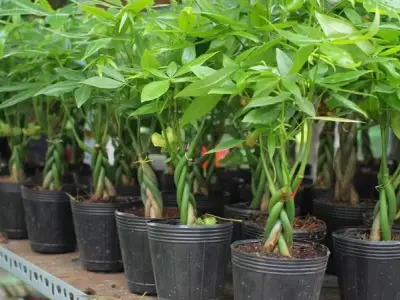 Xem ngay ảnh cây hợp mệnh hỏa giúp sự nghiệp thăng tiến