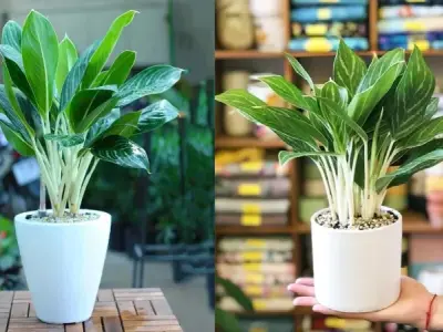 Tổng hợp ảnh cây hợp mệnh kim thu hút vượng khí tốt nhất