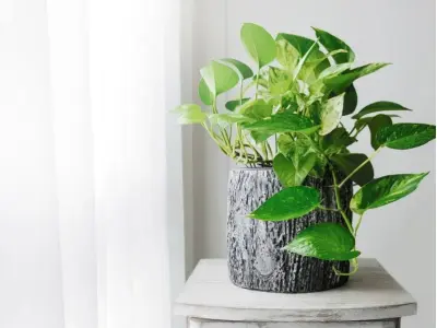 Top những ảnh cây hợp mệnh thổ giúp gia chủ thu hút vận may