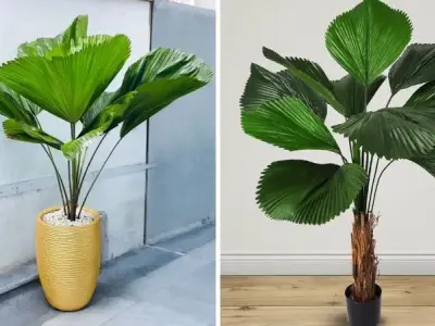 Khám phá bộ sưu tập ảnh cây hợp mệnh thủy thu hút vận may