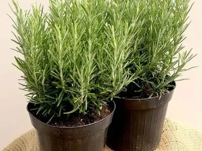 Cây Hương Thảo đẹp tinh tế hút tài lộc cho không gian nhỏ