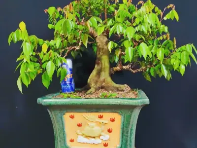 Những tác phẩm cây khế bonsai nghệ thuật sành điệu nhất