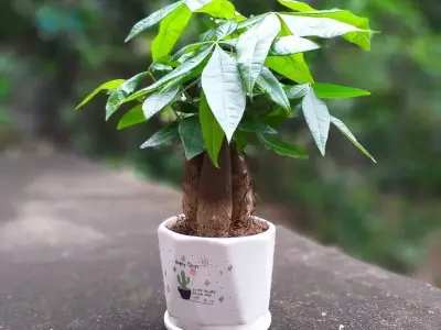 Chiêm ngưỡng ảnh Cây Kim Ngân phong thủy giúp gia chủ giàu