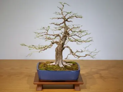 Nghệ thuật tạo hình cây kim quýt bonsai đẹp, sành điệu nhất