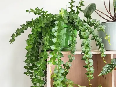 Ngắm bộ ảnh cây Lan Tim khiến ai cũng muốn trồng ngay