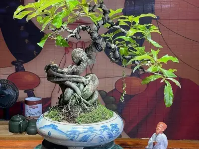 Những tác phẩm cây lộc vừng bonsai nghệ thuật đẳng cấp nhất