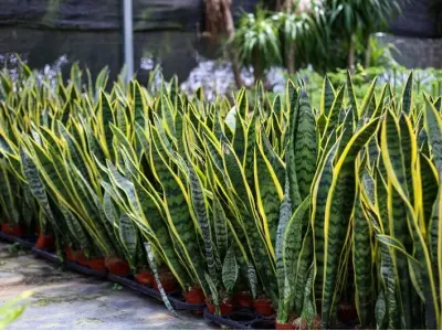 Ngắm nhìn những ảnh Cây Lưỡi Hổ phong thủy thu hút tài lộc