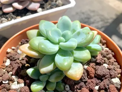 Tuyển chọn ảnh cây mọng nước đẹp dễ chăm sóc