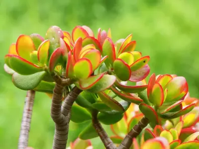 Ngắm nhìn bộ ảnh Cây Ngọc Bích phong thủy mang lại may mắn