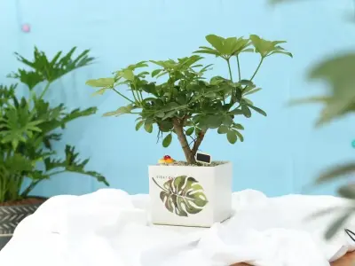 Những hình ảnh Cây Ngũ Gia Bì làm cây cảnh trong nhà đẹp