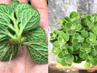 Cây Nhất Mạt Hương lựa chọn cây cảnh nhỏ gọn tinh tế