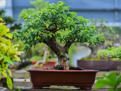Những tác phẩm cây ổi bonsai nghệ thuật đẹp, sành điệu nhất