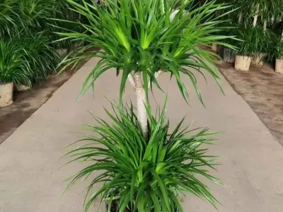 Tuyển tập ảnh Cây Phát Tài giúp gia chủ thăng tiến nhanh