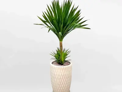 Cây Phát Tài Núi có hợp mệnh phong thủy của bạn hay không