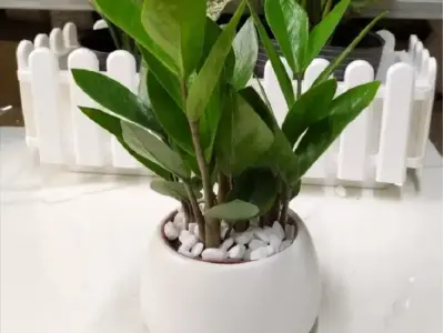 Cây phong thủy theo tuổi 12 con giáp giúp hút tài lộc mỗi ngày