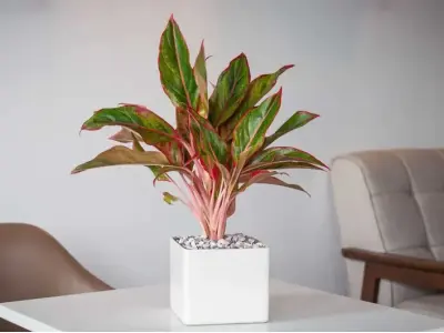 Cùng chiêm ngưỡng ảnh Cây Phú Quý xanh tốt cực kỳ bắt mắt