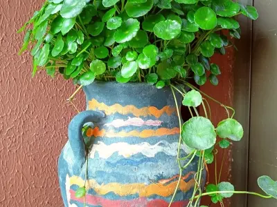 Vẻ đẹp cây rau má cảnh khiến dân mê cây phát cuồng