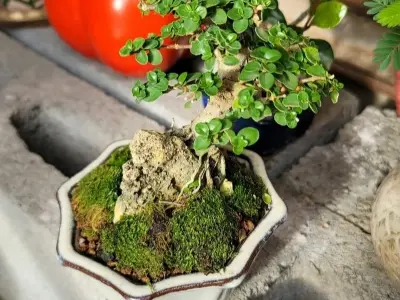 Cây Sam Hương mini xu hướng cây cảnh nhỏ được săn đón