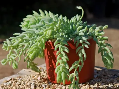 Bộ ảnh cây sen đá chuỗi ngọc khiến người yêu cây mê mẩn