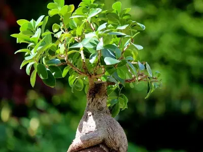 Nghệ thuật tạo hình cây si bonsai mang lại tài lộc