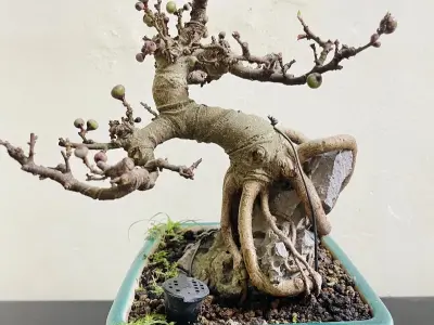 Những tác phẩm cây sung bonsai nghệ thuật mang lại tài lộc