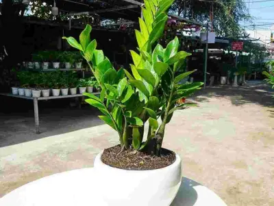 Cây tặng khai trương siêu ý nghĩa mong chúc gia chủ thành đạt
