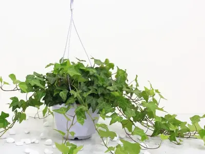 Top những hình ảnh Cây Thường Xuân phong thủy tài lộc