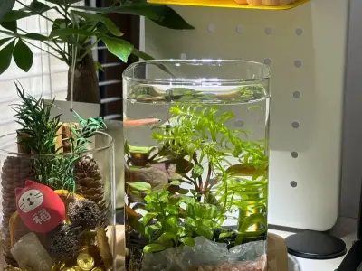 Hình ảnh cây thủy sinh mini làm sáng bừng góc nhỏ