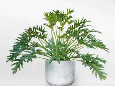 Chiêm ngưỡng bộ sưu tập ảnh Cây Trầu Bà phong thủy rước lộc