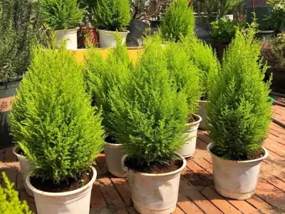 Tuyển tập ảnh Cây Tùng Thơm đẹp chuẩn phong thủy cho gia chủ