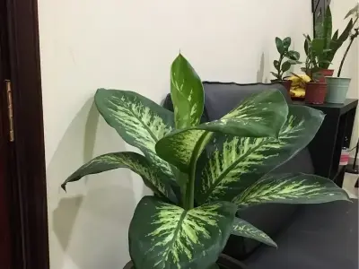 Cây Vạn Niên Thanh mang lại tài lộc và may mắn ra sao