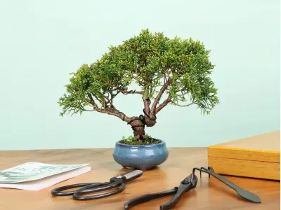 Bộ dụng cụ bonsai chuyên nghiệp cho người yêu cây cảnh
