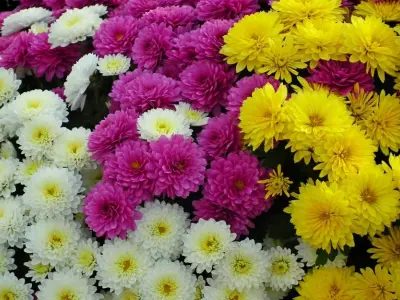 Bộ sưu tập ảnh hoa cúc đẹp giản dị khiến người xem say mê