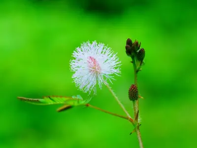 Ảnh hoa trinh nữ khiến nhiều người không khỏi ngạc nhiên
