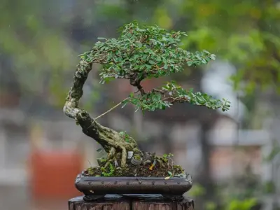 Những tác phẩm linh sam bonsai nghệ thuật đẳng cấp nhất