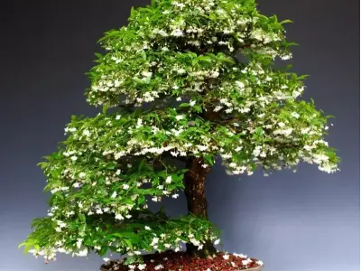 Những tác phẩm mai chiếu thủy bonsai nghệ thuật độc đáo