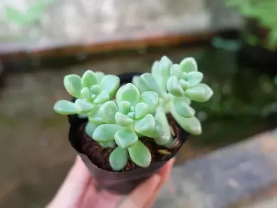 Ảnh sen đá nghệ thuật cho người yêu cây cảnh nhỏ